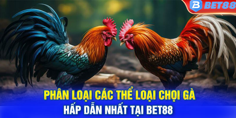 Phân loại các thể loại chọi gà hấp dẫn nhất tại BET88